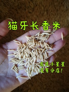 猫牙香米稻谷长粒香米细长农场种植早中晚稻水稻食用汕稻常规稻谷