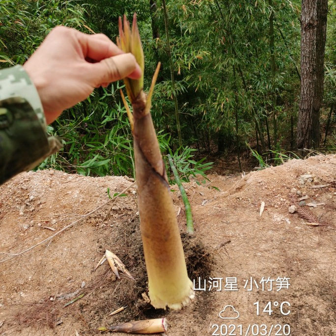 山河星野生新鲜带壳甜苦笋清水煮笋春笋手剥笋小竹笋非雷竹笋5斤