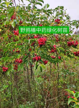 圆齿野鸦椿野鸭椿树睛福建苗木