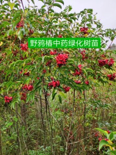圆齿野鸦椿野鸭椿树苗木种子睛草土鸡胫花福建三明鸡腱花大树