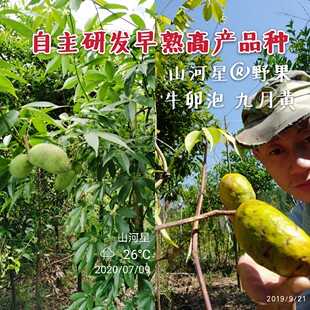 九月黄树苗种子木通果黄金果八月瓜罗藤包牛卵坨果苗拿藤包苗福建