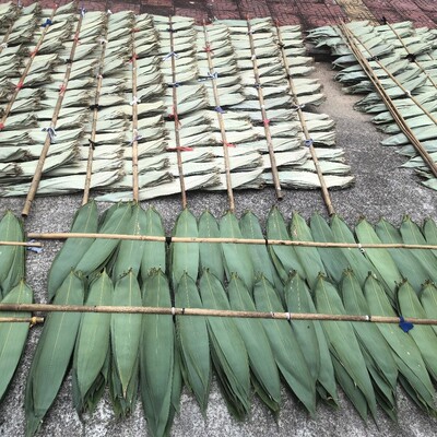 山河星 晒干粽叶1斤新鲜野生粽子叶箬叶大粽子叶廖叶福建三明芦苇