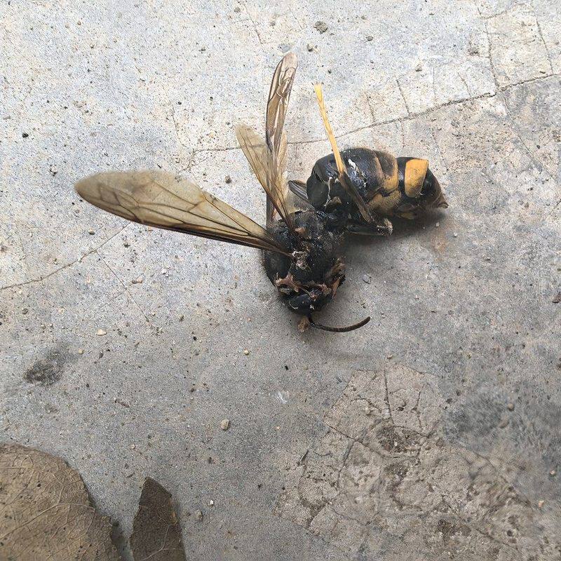 清流星 马蜂 蛹胡蜂蛹 虎头蜂大蜂蛹土匪蜂毒蜂活蜂蛹新鲜蜜蜂蛹