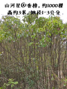 龙脑樟芳香樟苗 樟树 造林绿化 香气树苗福建三明清流龙岩中国木