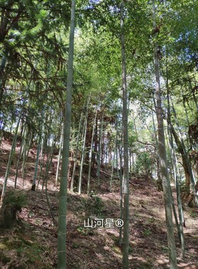 闽毛竹楠竹杆小径竹厘竹大竹子农业养鱼网箱装饰建筑工程竹木材料