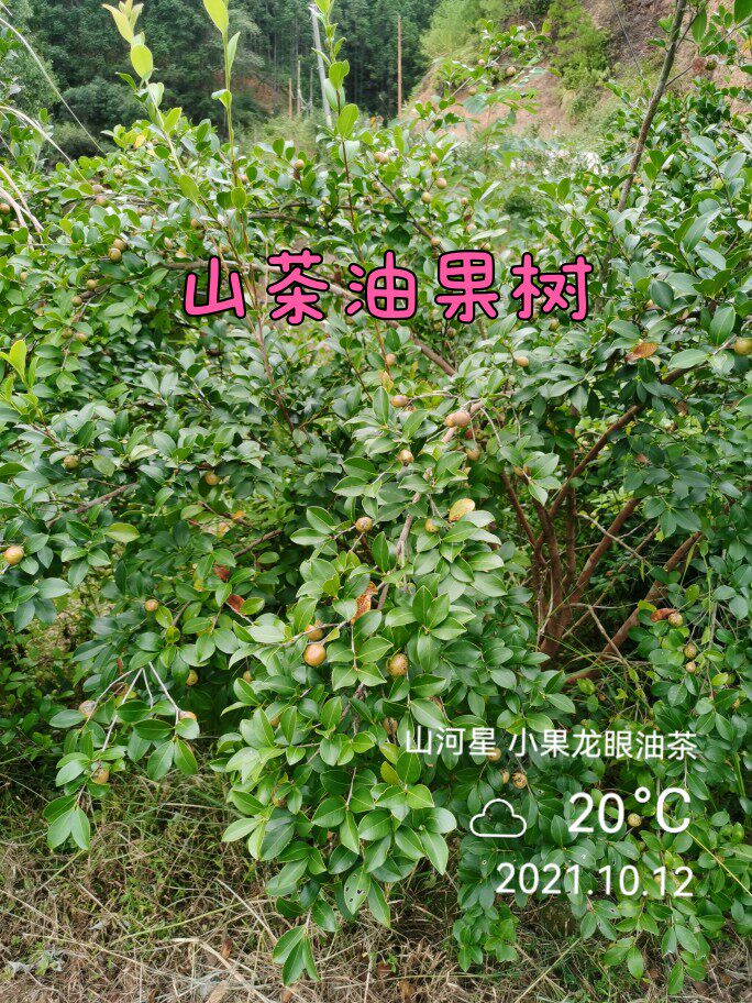 山河星高产小果油茶树苗种子闽山茶油苗龙眼茶林木茶籽苗三明清流