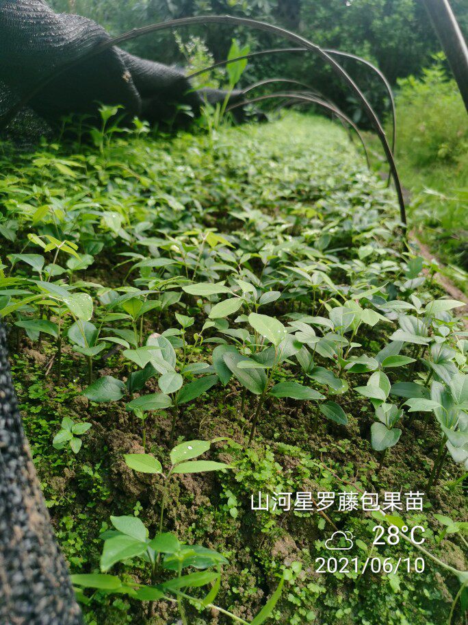 花卉苗木盲盒10棵庭院植树造林瑜珈用品跳拉插座类型
