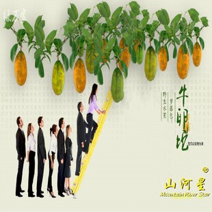 闽野生九月黄拿藤果八月瓜牛卵坨深山野果新鲜采摘水果4斤木通果