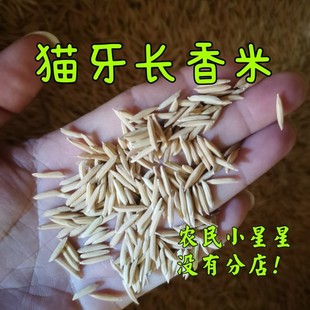 1公分长 猫牙特细长香米稻谷常规稻优质矮杆长粒香稻浓香优质稻闽
