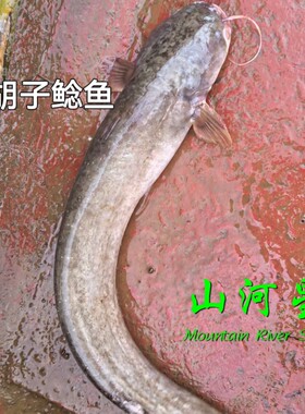 泉水鱼胡子鲶河鱼肉清流九龙湖土鱼水库生鲜土货闽三明1斤