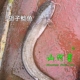 泉水鱼胡子鲶河鱼肉清流九龙湖土鱼水库生鲜土货闽三明1斤