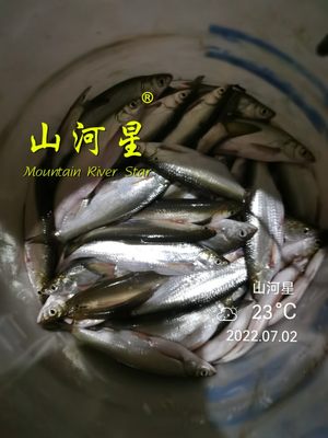 山河星风干晒干油炸小鱼干鱼粉野杂鱼宠物动物狗粮猫零食饲料1斤