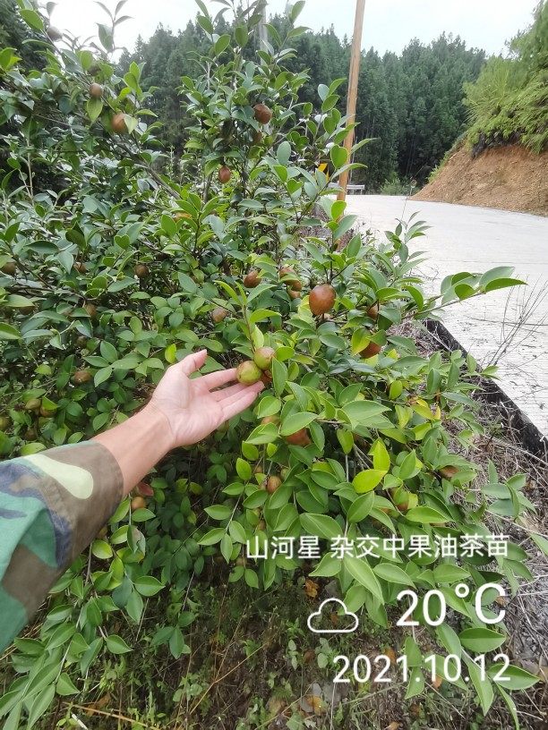江西高产嫁接油茶苗长林系中大油茶树苗杂交白花红皮果子南方种植