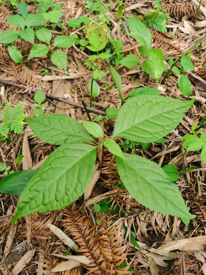 山河星四匹叶金粟兰及已 四皮叶野菜新鲜凉茶闽三明清流沙芜50g