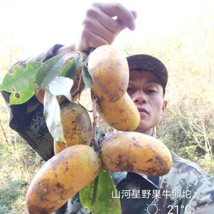 牛卵坨水果野生木通果 八月瓜 九月黄 炸野香蕉野木瓜 预知子福建