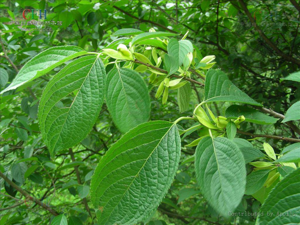 杜仲小苗 树苗 杜仲苗 庭院植物 中土 树皮补土树苗 草土福建