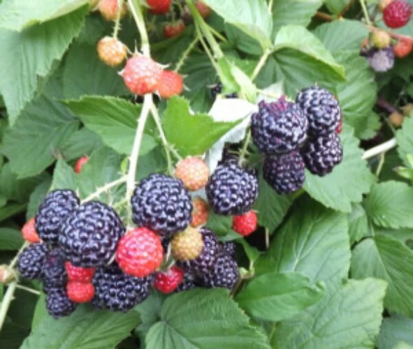 生态果苗覆盆子苗 红 黄 黑 树莓苗 大刺泡 蔷薇果苗 刺霉 野草莓