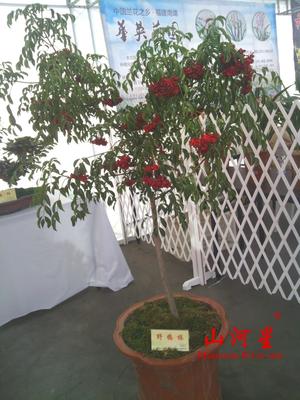 圆齿野鸦椿野鸭椿树苗种子睛洒中草土心鸡胫花福建三明鸟腱花