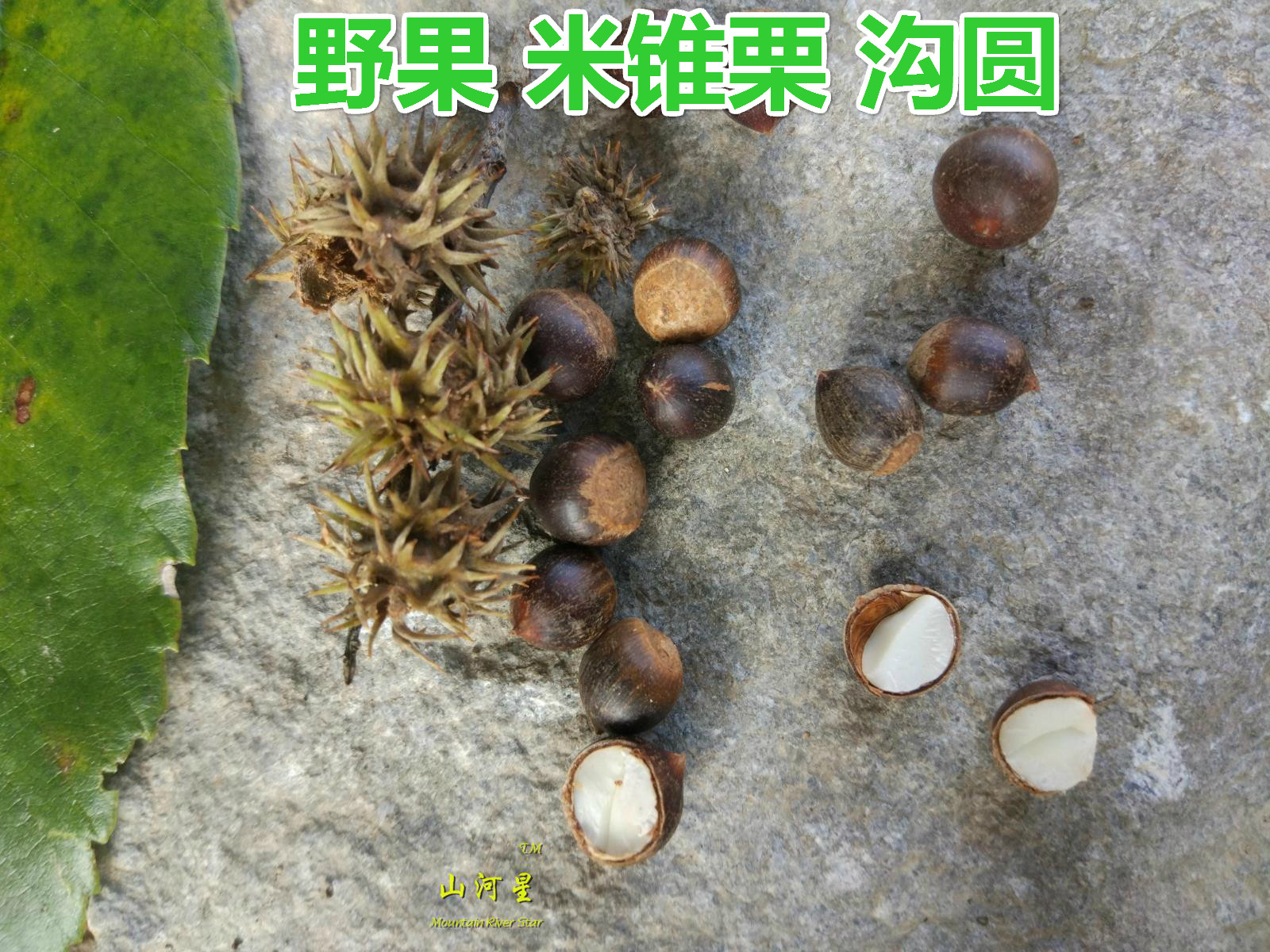 闽锥子榛子勾圆野生钩圆锥栗小板栗生新鲜毛栗子坚果零食椎子野果