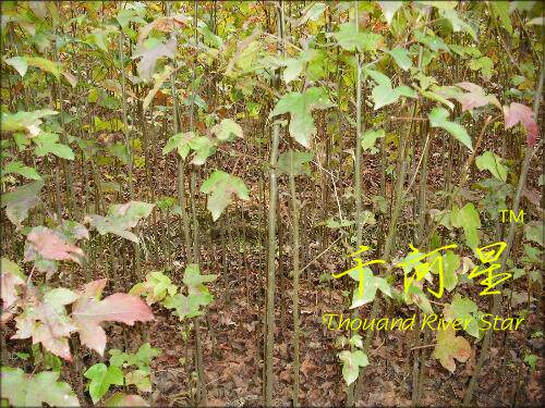 青枫 枫香 树苗美国红枫 嫁接造林绿化小 福建三明清流苗木闽西