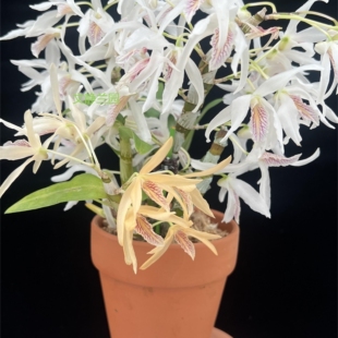 【双色火鸟】-文静兰园杂交春石斛易养易活美丽洋兰批发高端精品