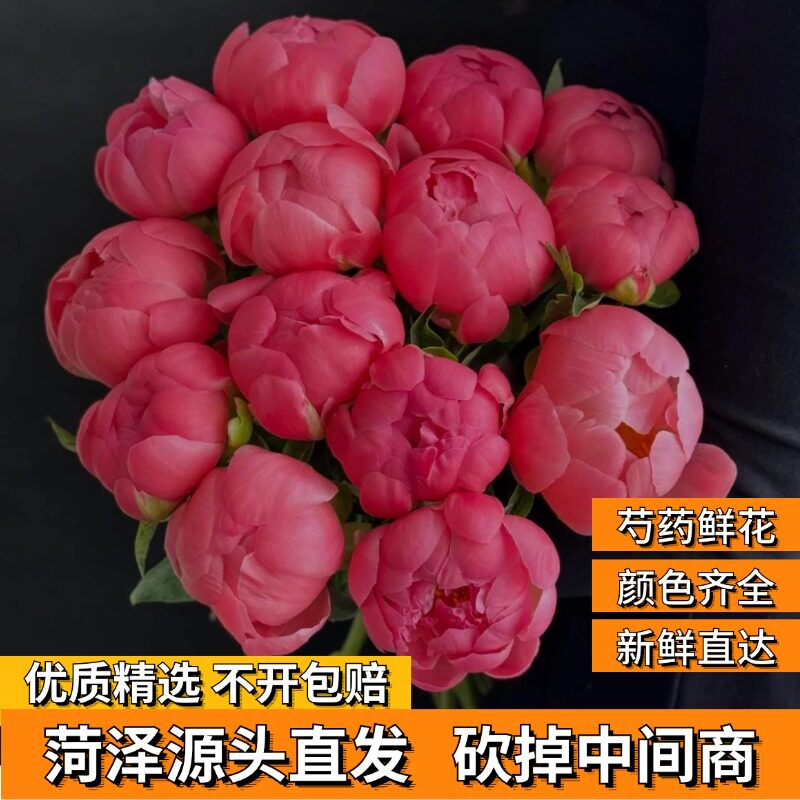 菏泽芍药鲜切花观赏