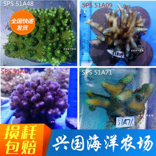 硬骨珊瑚活体断枝人工SPS海缸