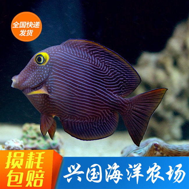 活体海水鱼金眼吊蓝眼吊海缸除藻