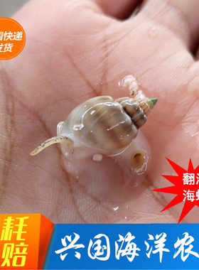 进口翻沙螺 活体海水鱼珊瑚缸海缸 翻砂海星除藻生物 快递包活