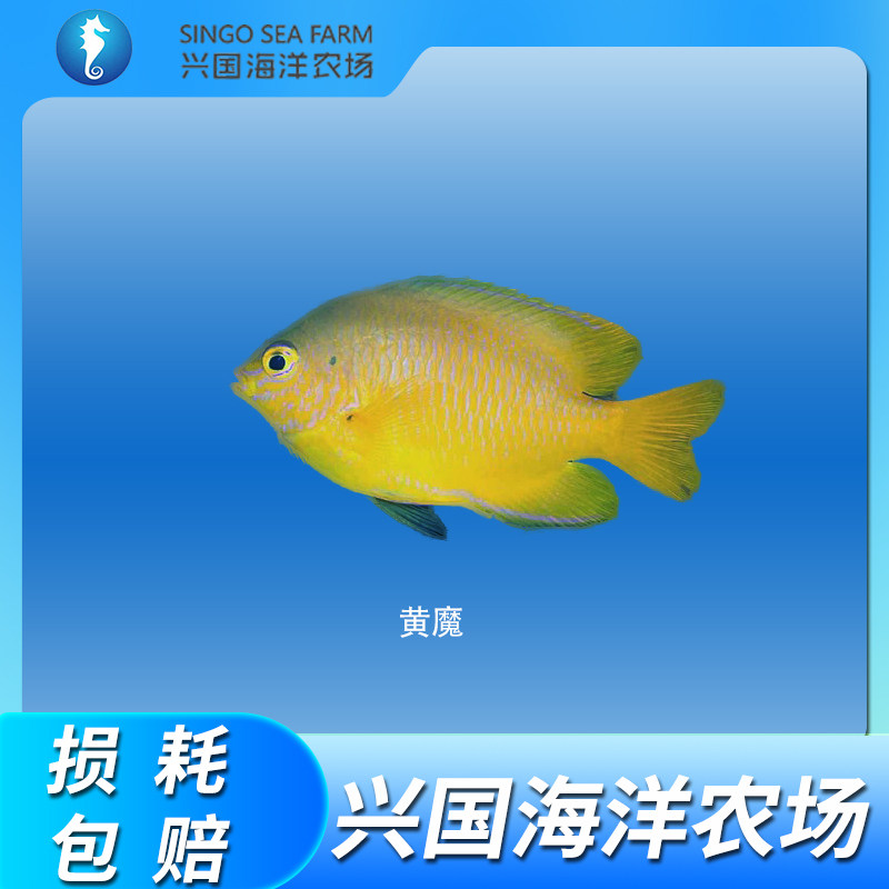 黄魔 柠檬雀黄么海水鱼活体宠物观赏鱼小型雀雕小丑鱼快递包活
