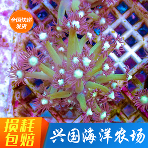 兴国海洋紫宝石花海水珊瑚海葵