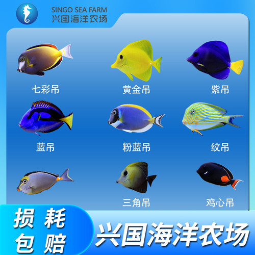 兴国海粉蓝吊海水鱼黄金吊神仙