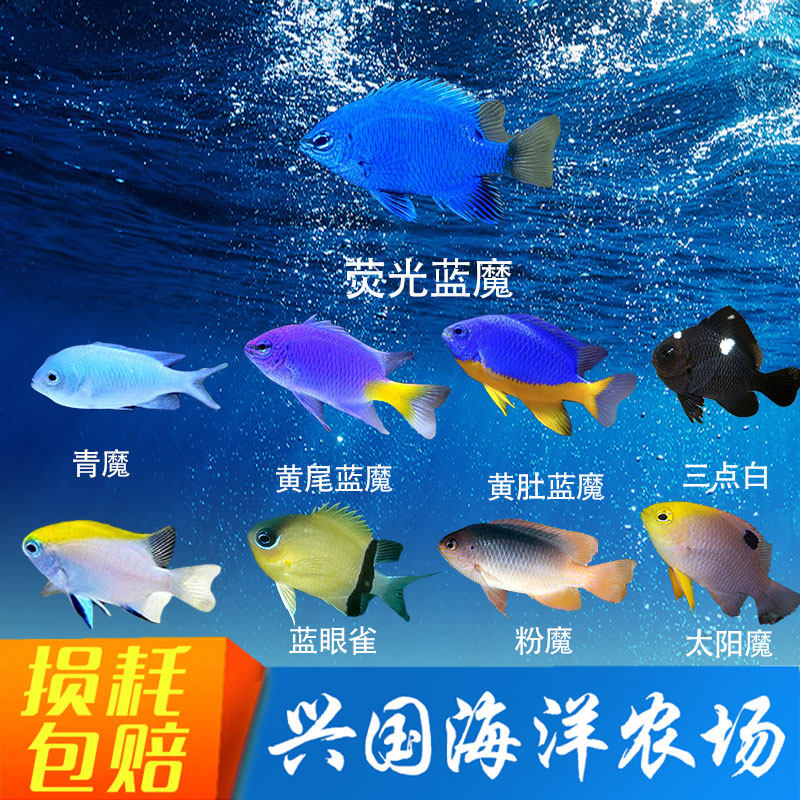 魔类 青魔 蓝魔 粉魔 斐济魔 青魔活体海水观赏鱼 海缸新手闯缸鱼