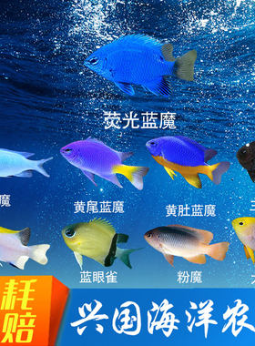 海水鱼青魔蓝魔黄魔魔类雀鲷鱼