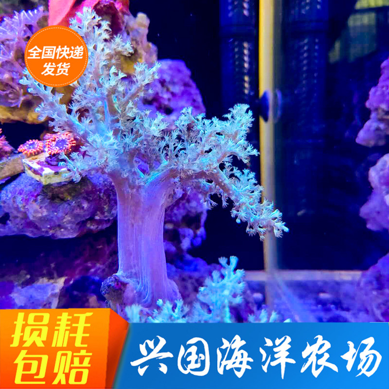 人工日本麦穗 麦穗珊瑚lps活体皮革珊瑚可繁殖包活兴国海洋农场