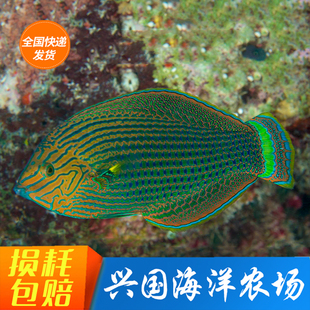 青衣龙 花鳍海猪鱼龙船鱼海水鱼缘鳍翻沙吃虫隆头鱼快递包活