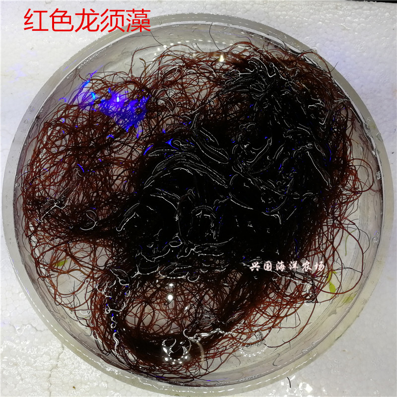 活体龙须藻 火焰藻鲍鱼菜红色龙须藻海水观赏鱼海藻吊类开口食物