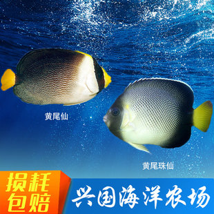 黄尾仙黄尾珠仙 海水鱼活体天皇仙珊瑚 快递包活小型宠物鱼