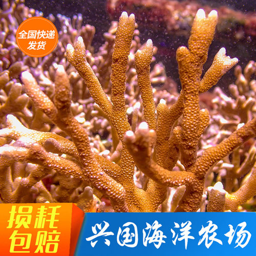 红叠牙叠瓦珊瑚SPS硬骨人工海水