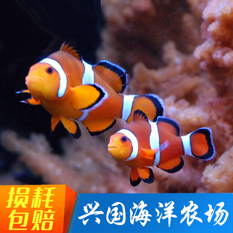野外生存配对小丑鱼海水宠物开口