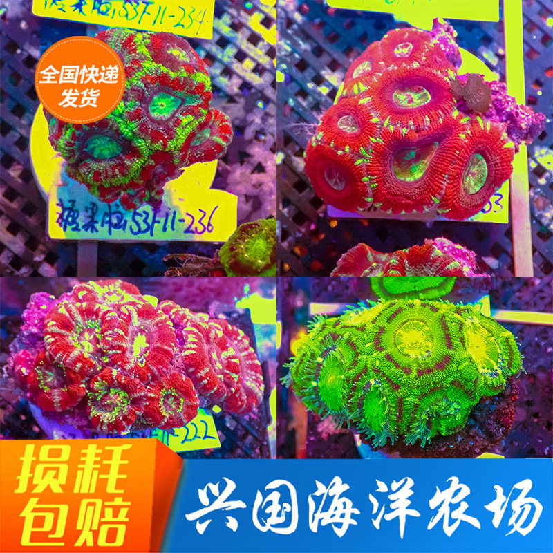 糖果脑珊瑚 双色刺脑 绿色 八字脑红色糖果脑活体海水鱼珊瑚包活