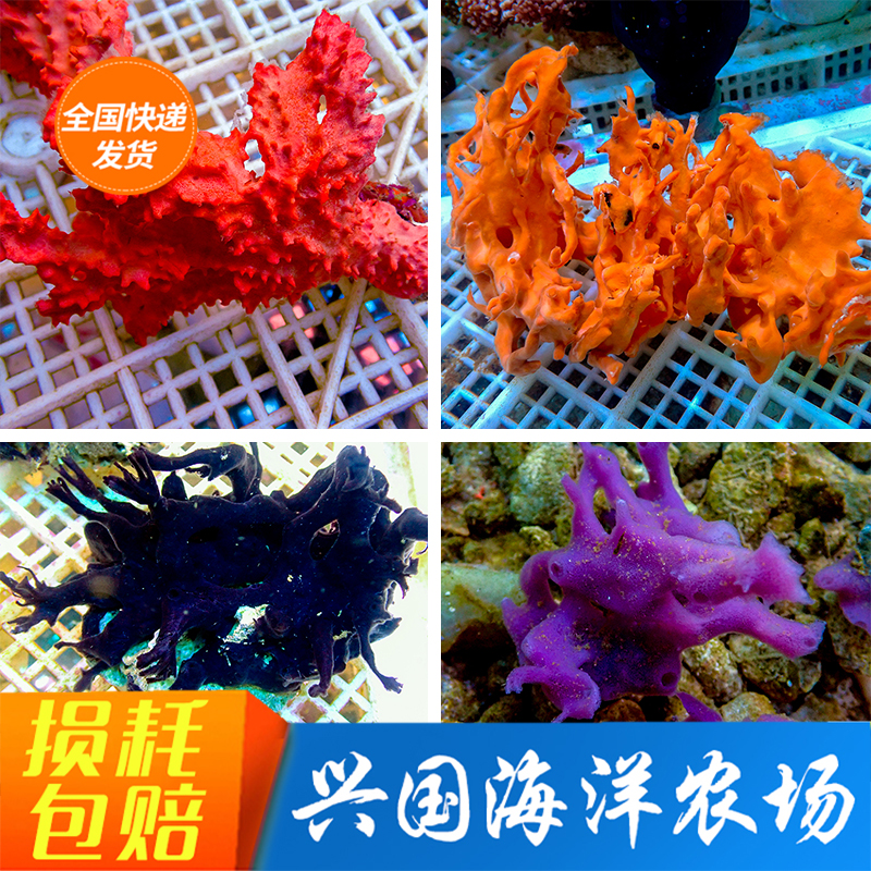 红黄紫肉丸海绵珊瑚活体海水