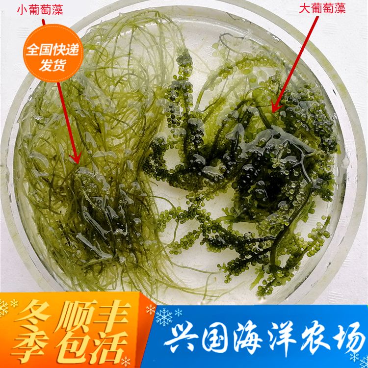 绿葡萄海水鱼去除no3po4活体饲料