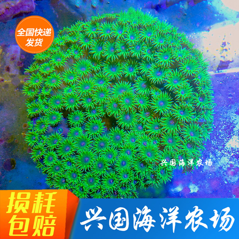图选圆盘珊瑚 活体珊瑚lps荧光绿圆盘软体珊瑚海水鱼缸小丑鱼活体