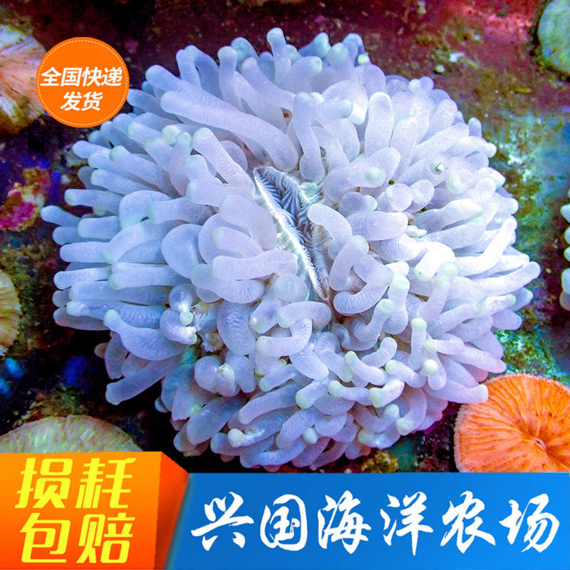 长须白飞盘 红黄蓝飞盘短须软体珊瑚 海水鱼硬骨兴国海洋农场包活
