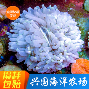 活体珊瑚兴国海长须白飞盘海水