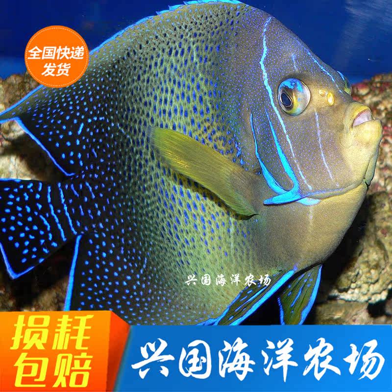北斗神仙蓝纹成年海水鱼活体包活