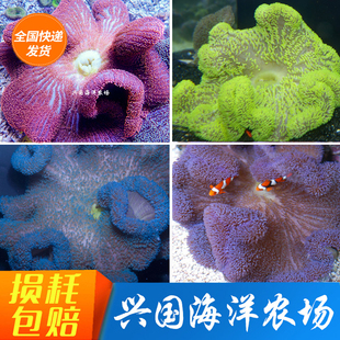 彩色地毯海葵 活体珊瑚 黄色蓝色红色荧光绿地毯海葵 小丑鱼共生