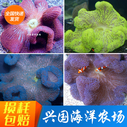 彩色地毯海葵 活体珊瑚 黄色蓝色红色荧光绿地毯海葵 小丑鱼共生 - 封面