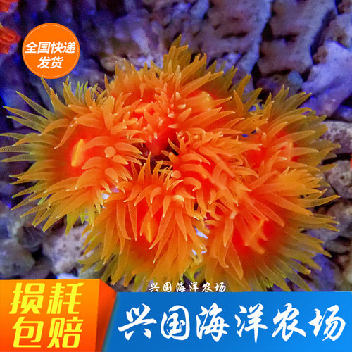 兴国海炮仗花太阳花海水珊瑚活体